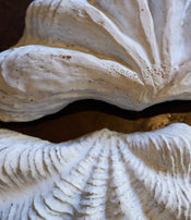 Boite tridacne de Claire Lézier