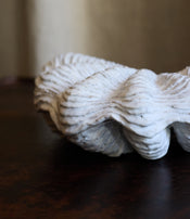 Boite tridacne de Claire Lézier