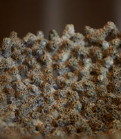 Grande coupe corail de Odu