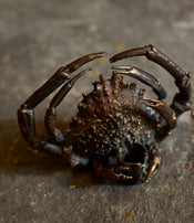 Spider crab candle holder by Chloé Valorso