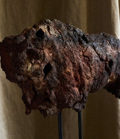Great bison of Ule Ewelt