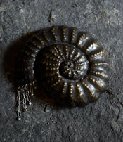Zoé Mohm's ashtray
