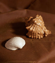 Coquillages en cuir de Natalia Brilli