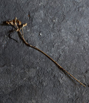 Fleur de Chloé Valorso