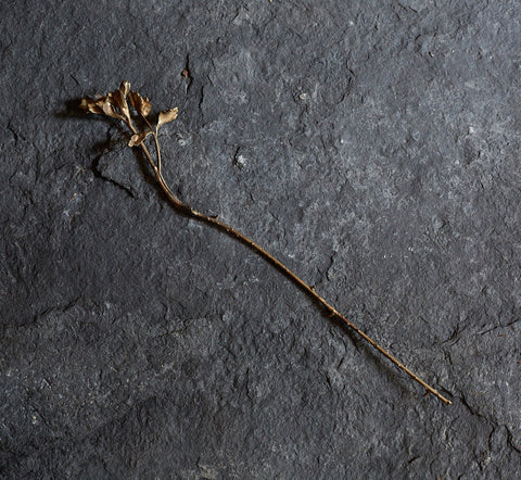 Fleur de Chloé Valorso