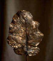 Feuille arbre de Clotilde Ancarani