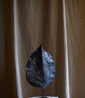 Feuille fermée de Clotilde Ancarani