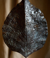 Feuille fermée de Clotilde Ancarani