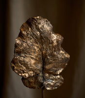 Clotilde Ancarani's Tree Leaf 