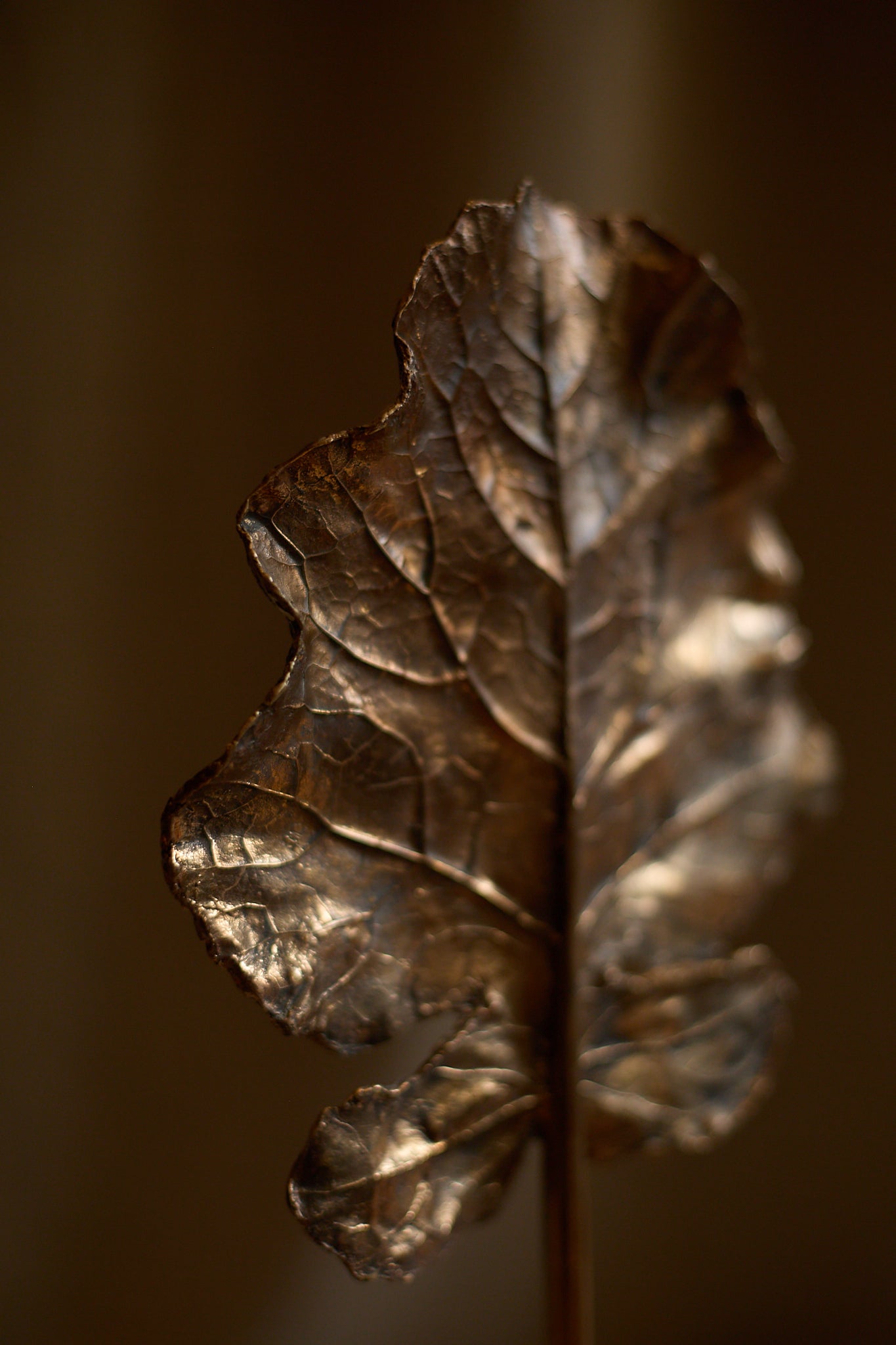 Feuille arbre de Clotilde Ancarani