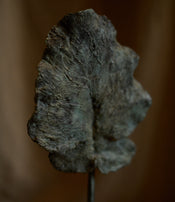 Feuille Arbre de Clotilde Ancarani